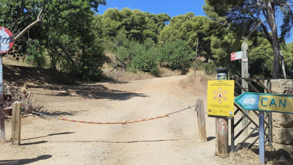 Barselona'da Domuz Vebası Alarmı: Collserola Sakinleri Kısıtlamaların Devamına İsyan