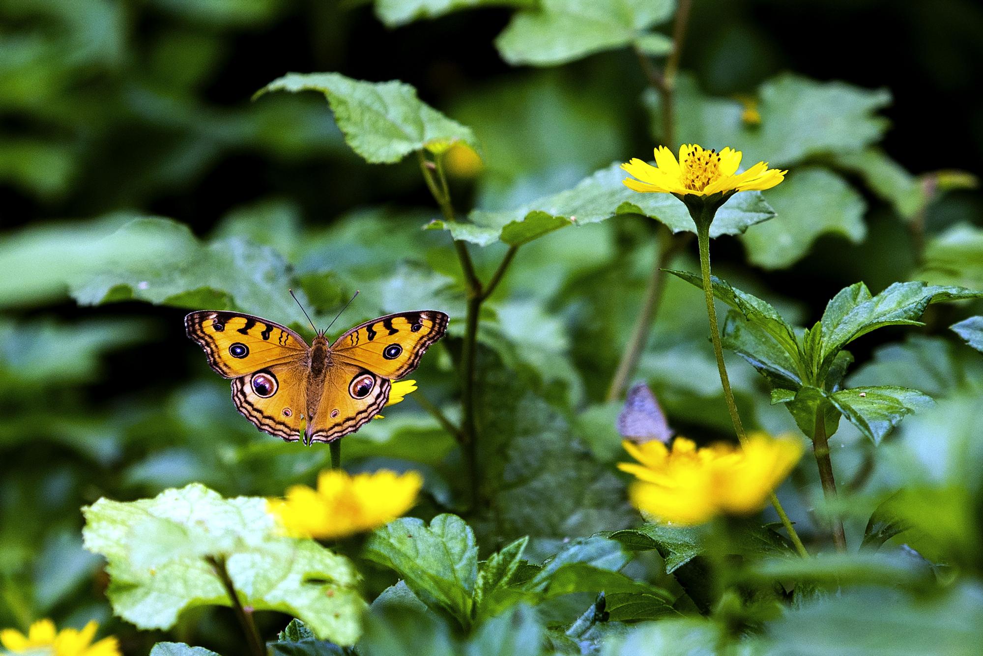Görülesi mi, Anlaşılası mı? İrisan Renklerin Evrimsel İkilemi