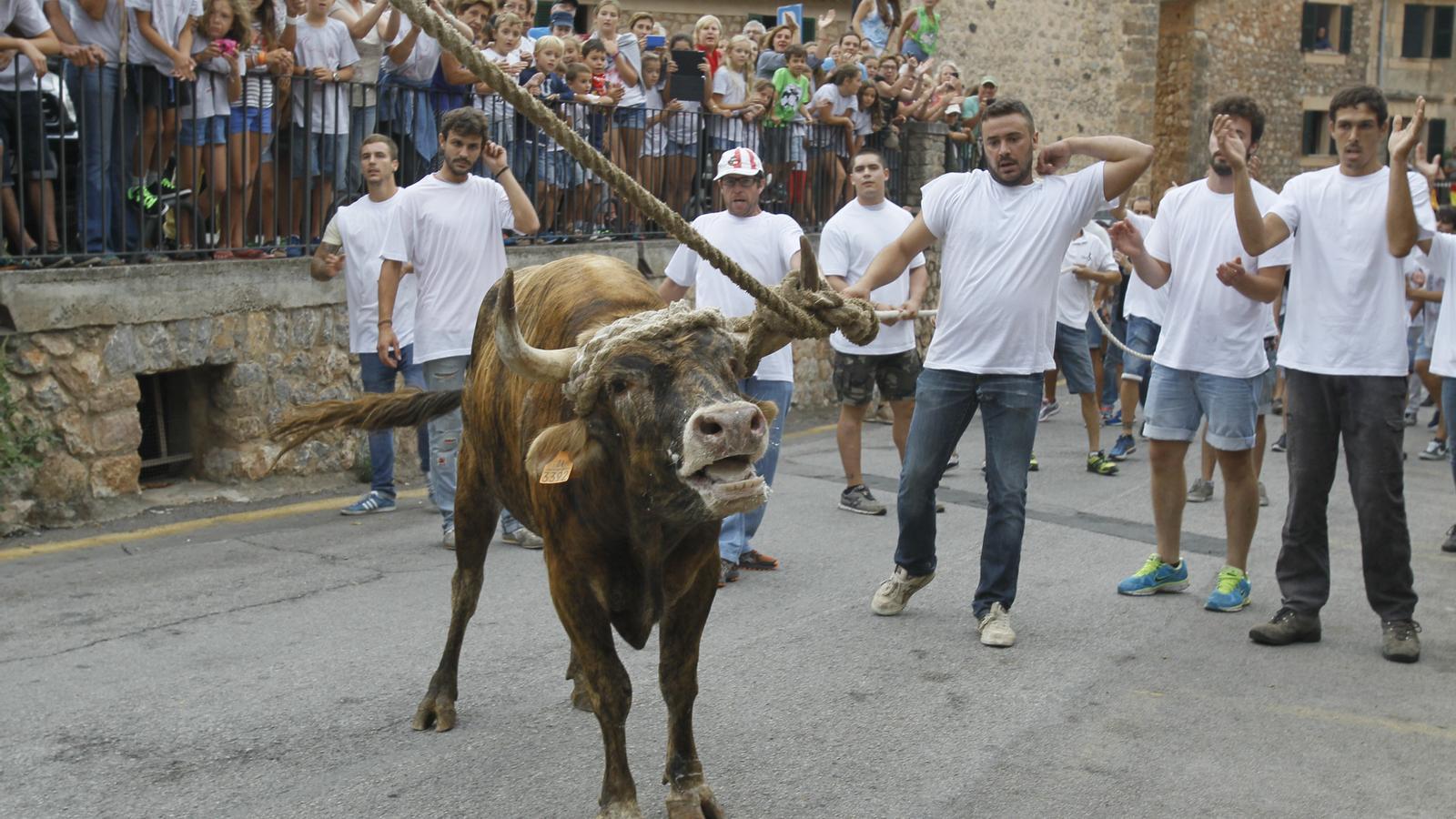 Fornalutx'taki Correbou Festivali Tartışma Konusu: Hayvan Hakları Savunucuları Kesin