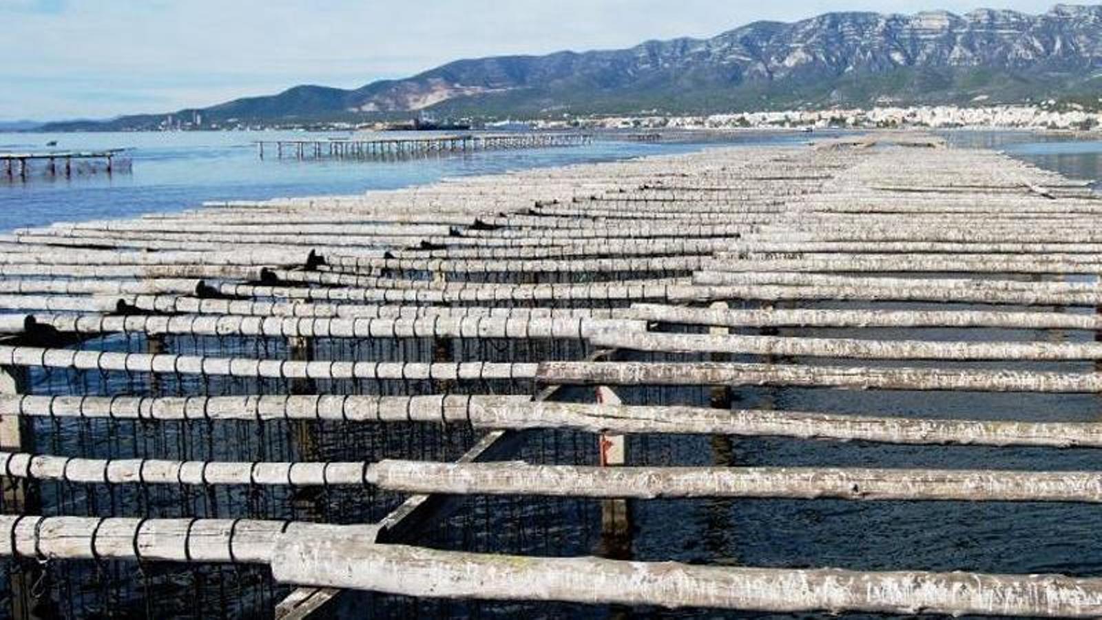 Terres de l'Ebre: Katalonya'nın Gastronomik Cenneti ve Eşsiz Lezzet Durakları